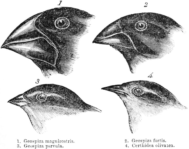 Darwin’s Finches Illustration