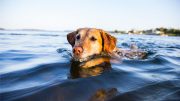 Dog Swimming