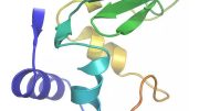 Protein Lysozyme Structure